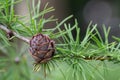 Japanese larch Larix kaempferi needle-like leaves and a cone in close-up